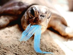 turtle_eating_plastic_bags