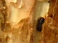 Mountain Pine Beetle